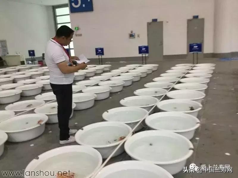 世界金鱼大赛在福州举行,2019中国世界金鱼大赛