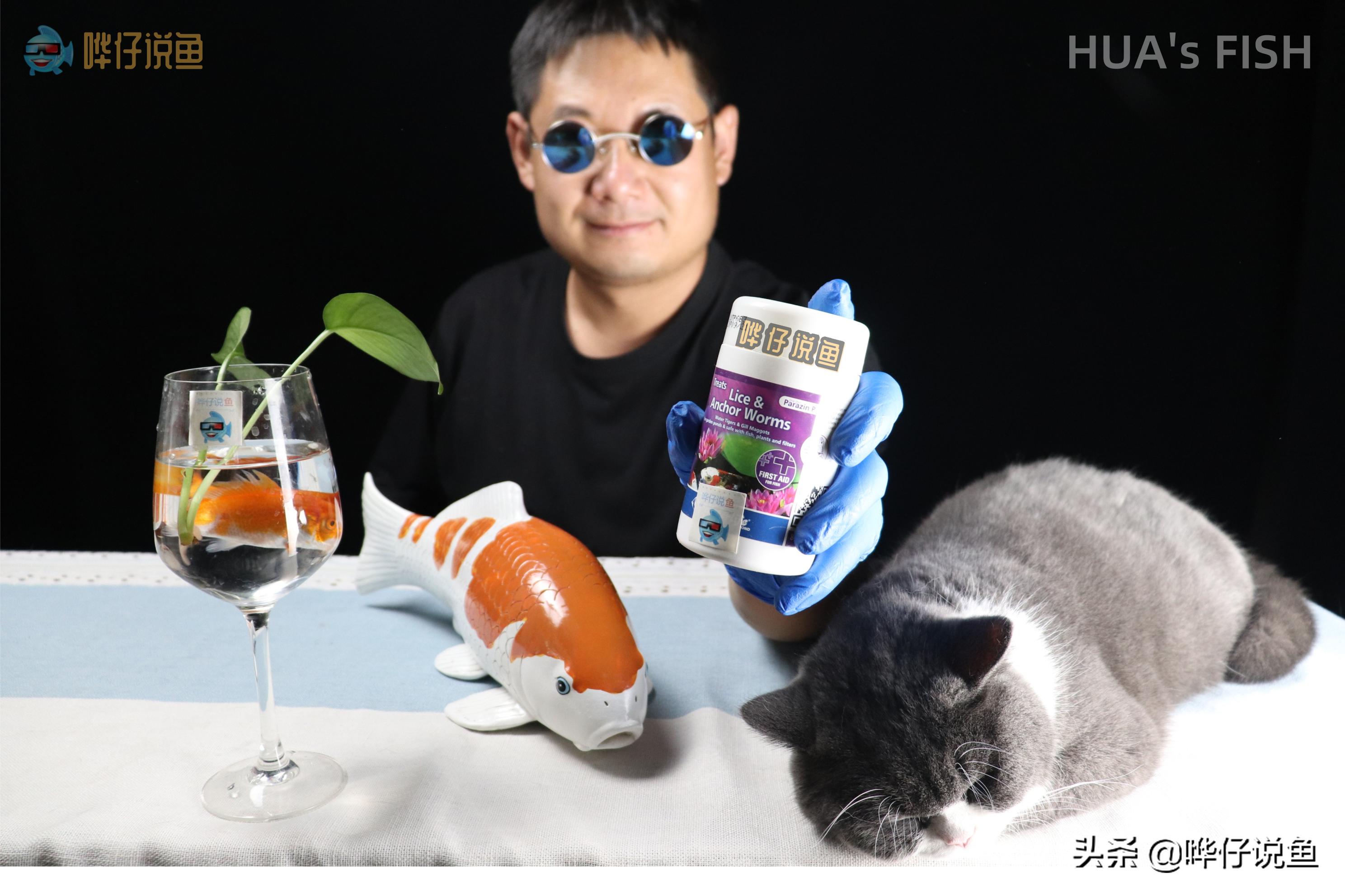 热带观赏鱼蹭缸怎么办,龙鱼蹭缸是什么寄生虫