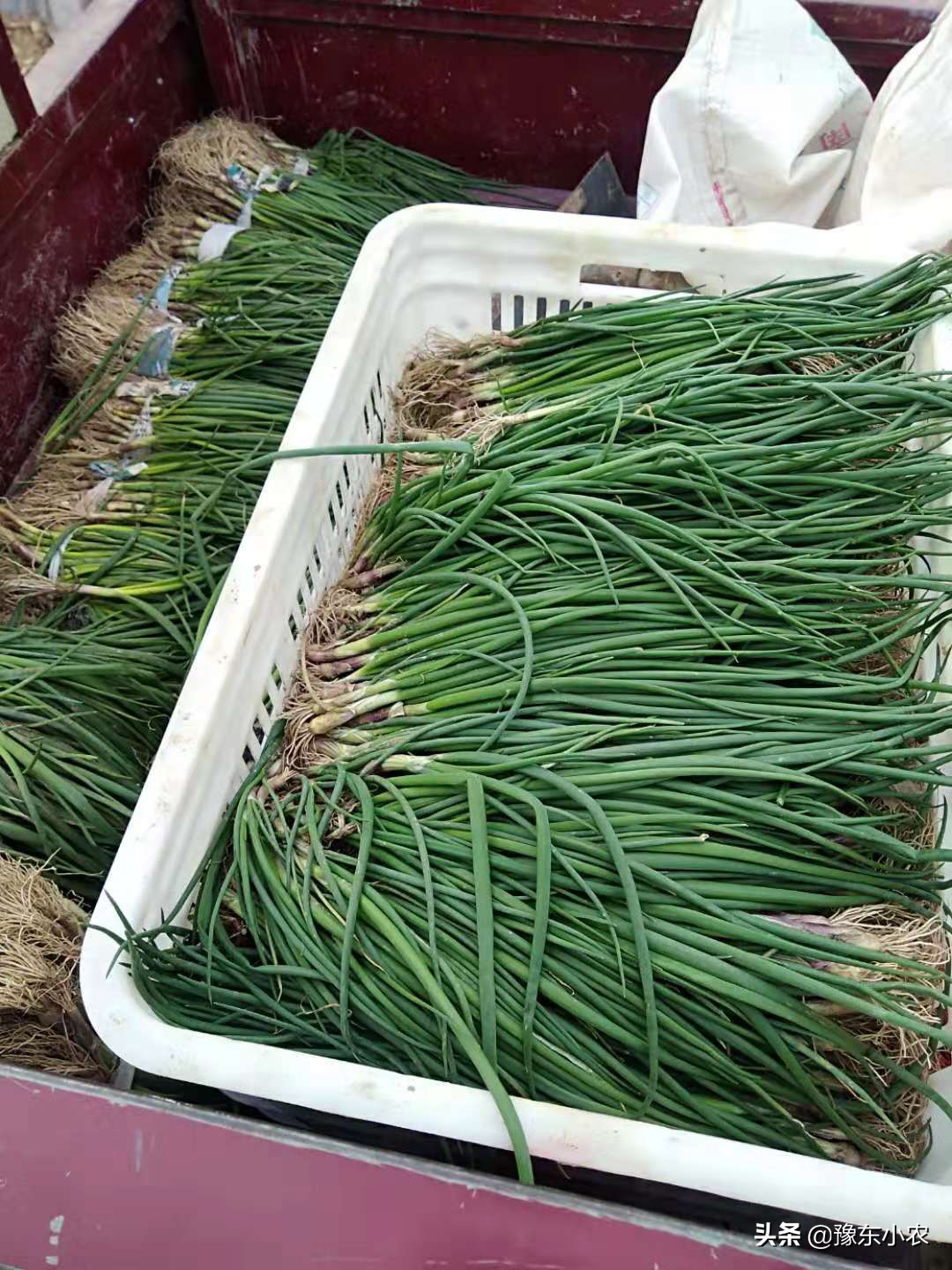 北方洋葱怎么减少出苔,洋葱出苔多影响产量吗