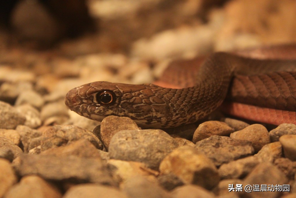 宠物蛇出现拒食现象有这五个原因，严重程度可大可小，但不能忽略