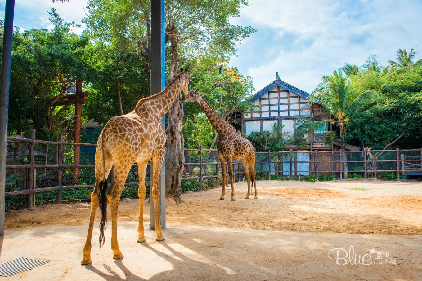 三亚千古情景区每天人流,三亚千古情每天都有表演吗