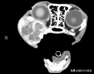 猫肿瘤,猫口腔鳞状上皮细胞癌