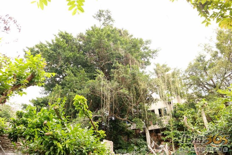 高德往事：重返旧时光，探索李桃栏深院大宅不为人知的过往