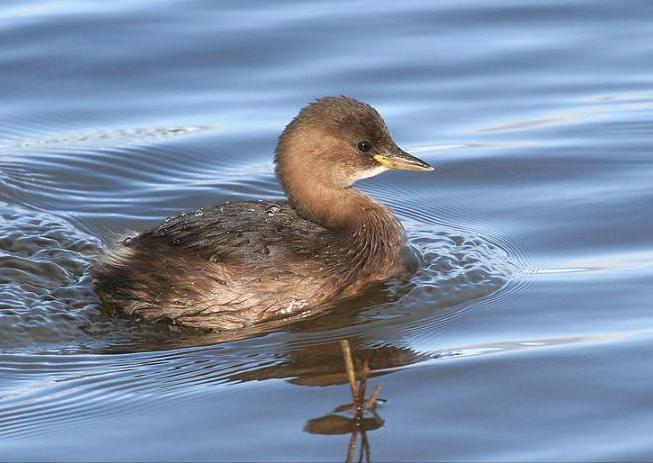 东江揽胜,惠州淡水常见鸟类图谱