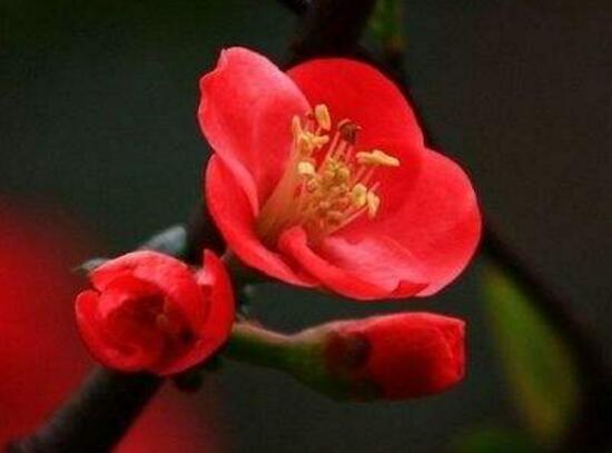 海棠花怎么养殖最好,海棠花怎么养和栽培