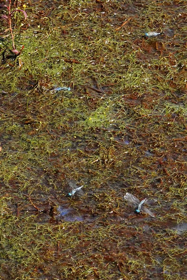 蜻蜓点水雁过留声,蜻蜓点水的收获