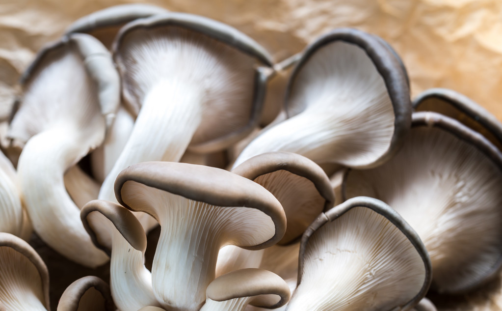 平菇怎么种植好吃,平菇种植菌包制作技术视频播放