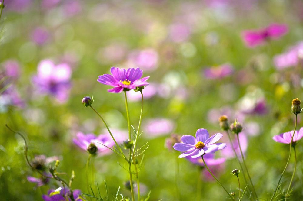 南洋迪克品牌价值观,南洋迪克惠动国庆