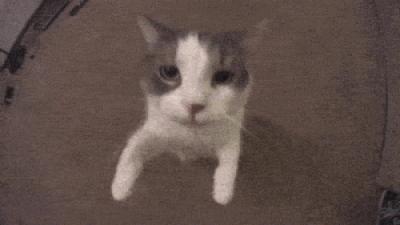 猫为什么会打呼噜？而且人类听了还特别爽？抖m吗？