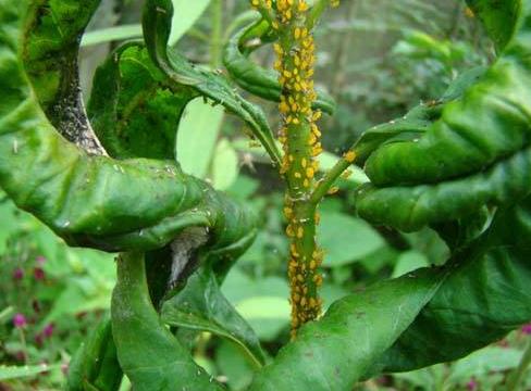 花上有蚜虫用什么办法灭虫,天热了打蚜虫用什么农药