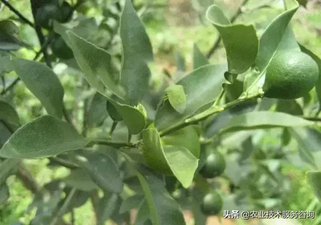 柑橘虫害高清图谱及防治方法,柑橘虫害物理消灭