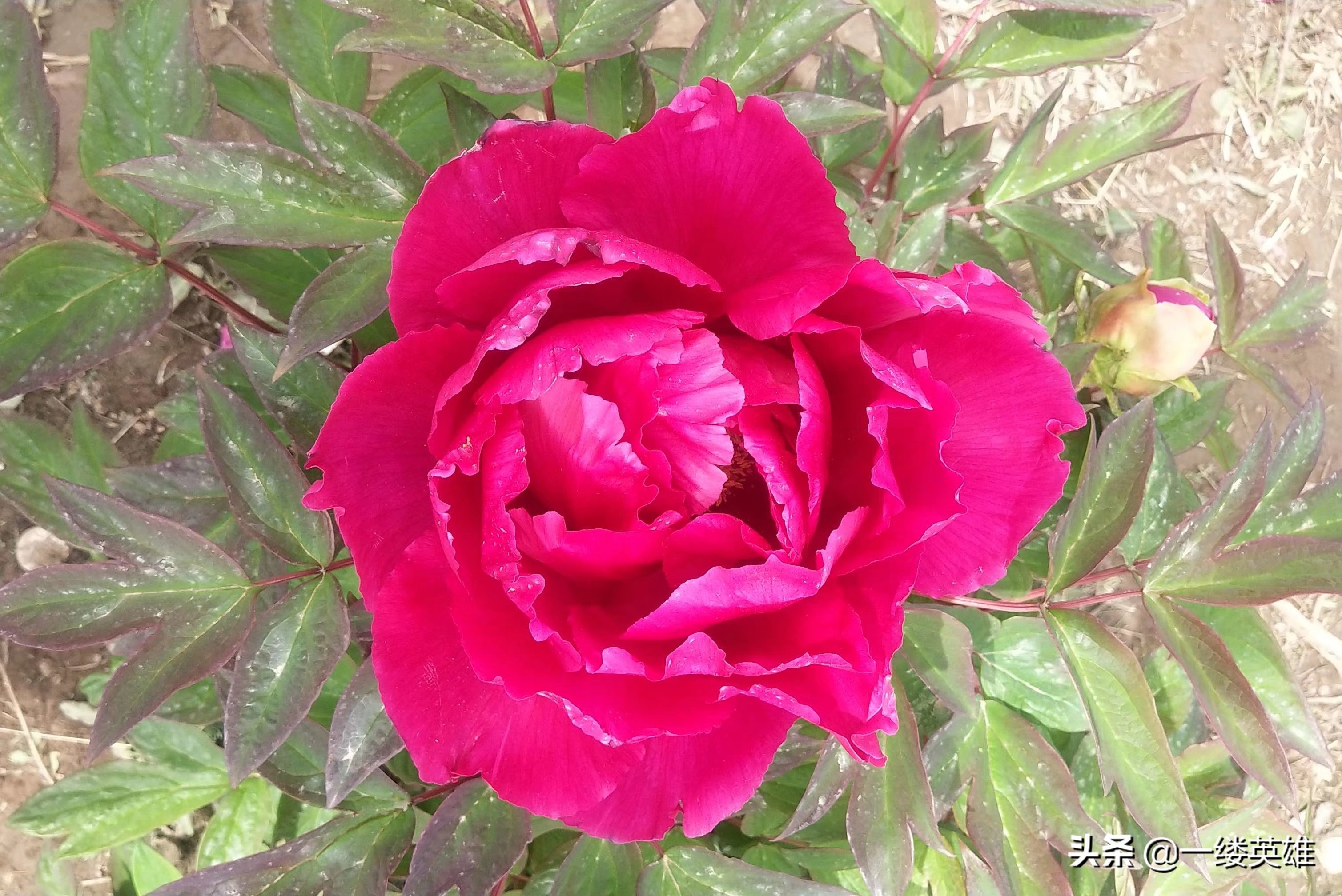 牡丹花的诗句王维,红牡丹唐王维古诗解析动画版