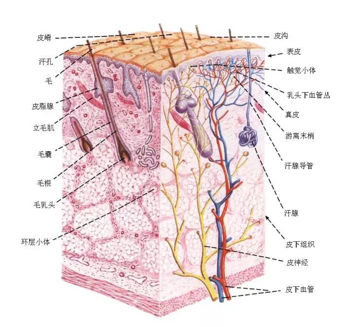 疤痕怎么自愈,疤痕是怎样治疗的呢