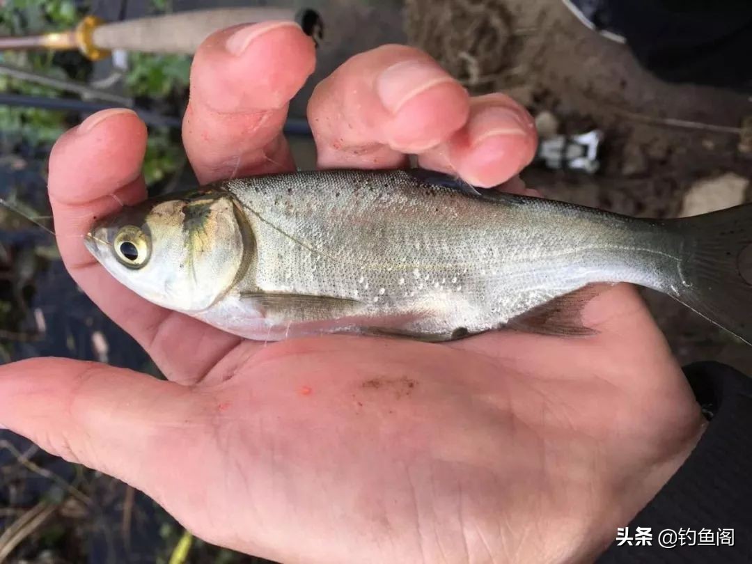 学习钓技需要注意哪些问题,怎么提升自己的钓技