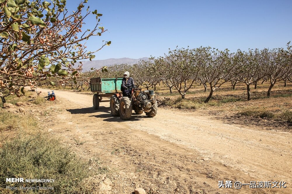 伊朗开心果脆,伊朗特产水果干果