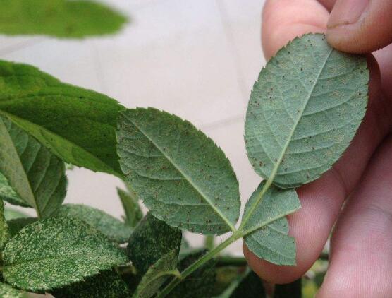蔷薇花叶子发黄的原因和处理办法,蔷薇花叶子发白怎么办