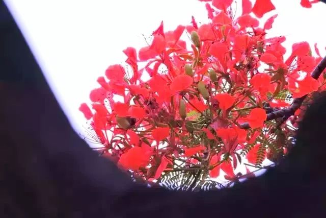 毕业季的凤凰花和栀子花,毕业季凤凰花开的时候