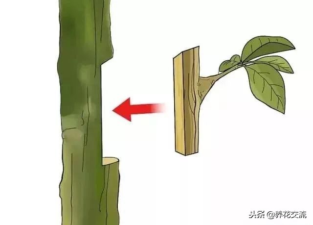 植物花卉嫁接需要用到的几个技巧，新手也能轻松学会