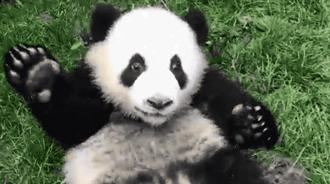 熊猫萌,熊猫萌啦