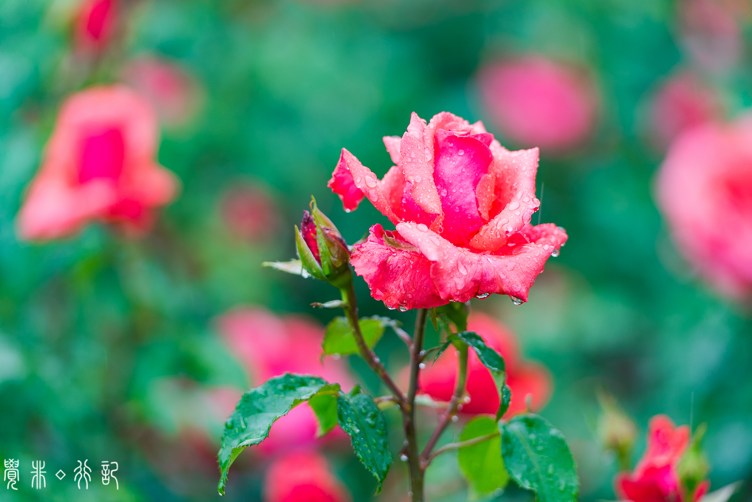 月季花中国特有品种,从中国运到欧洲的四种月季