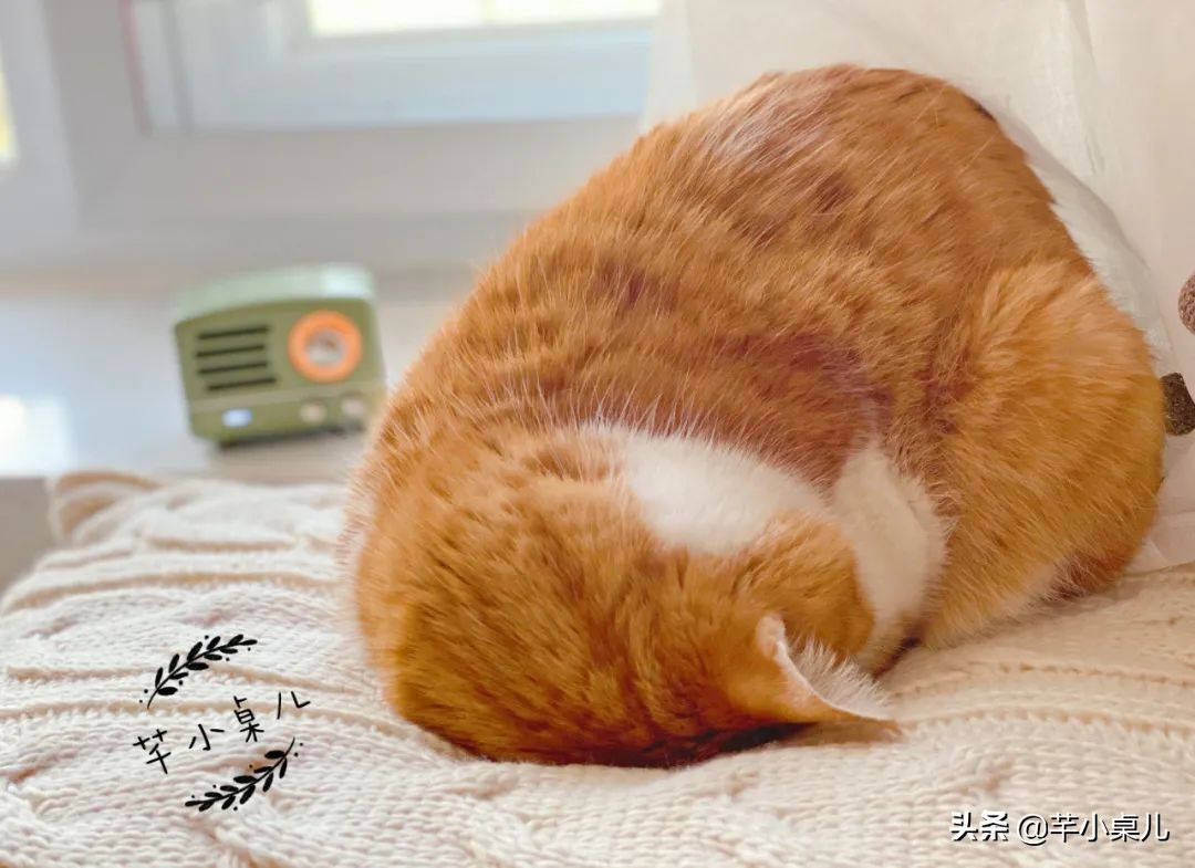 网购小羊排,羊排买回来怎么处理没有膻味