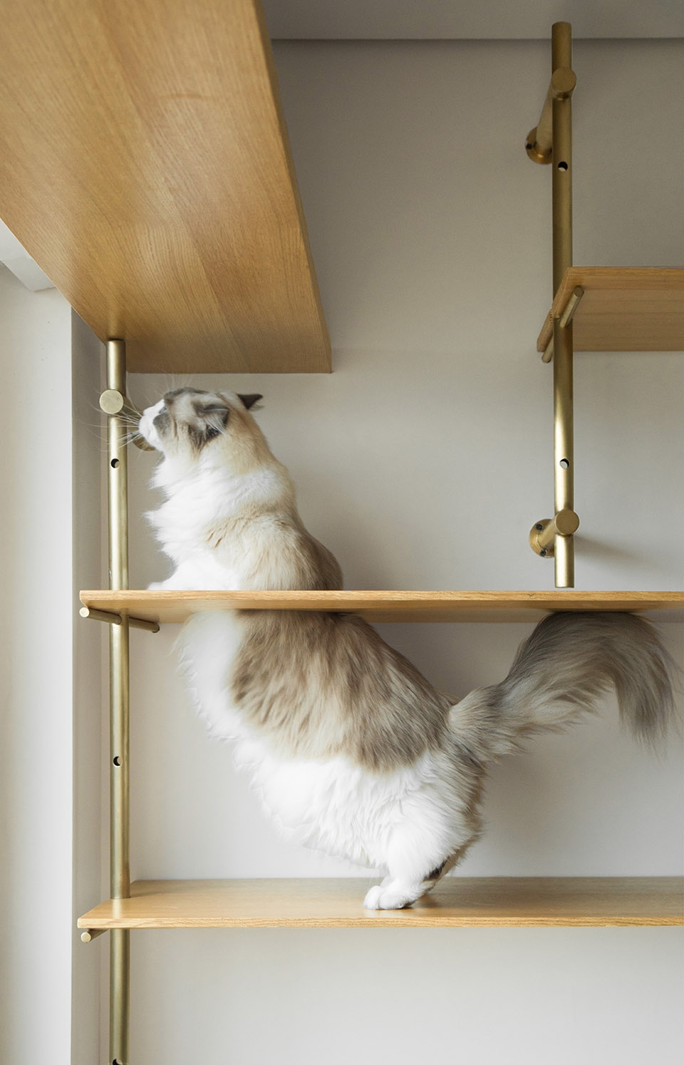 40平米一人一猫之家,一人一猫生活馆