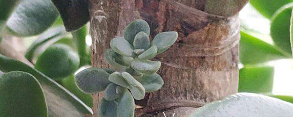 常用的嫁接方法以及特点,常用的嫁接方法有哪些