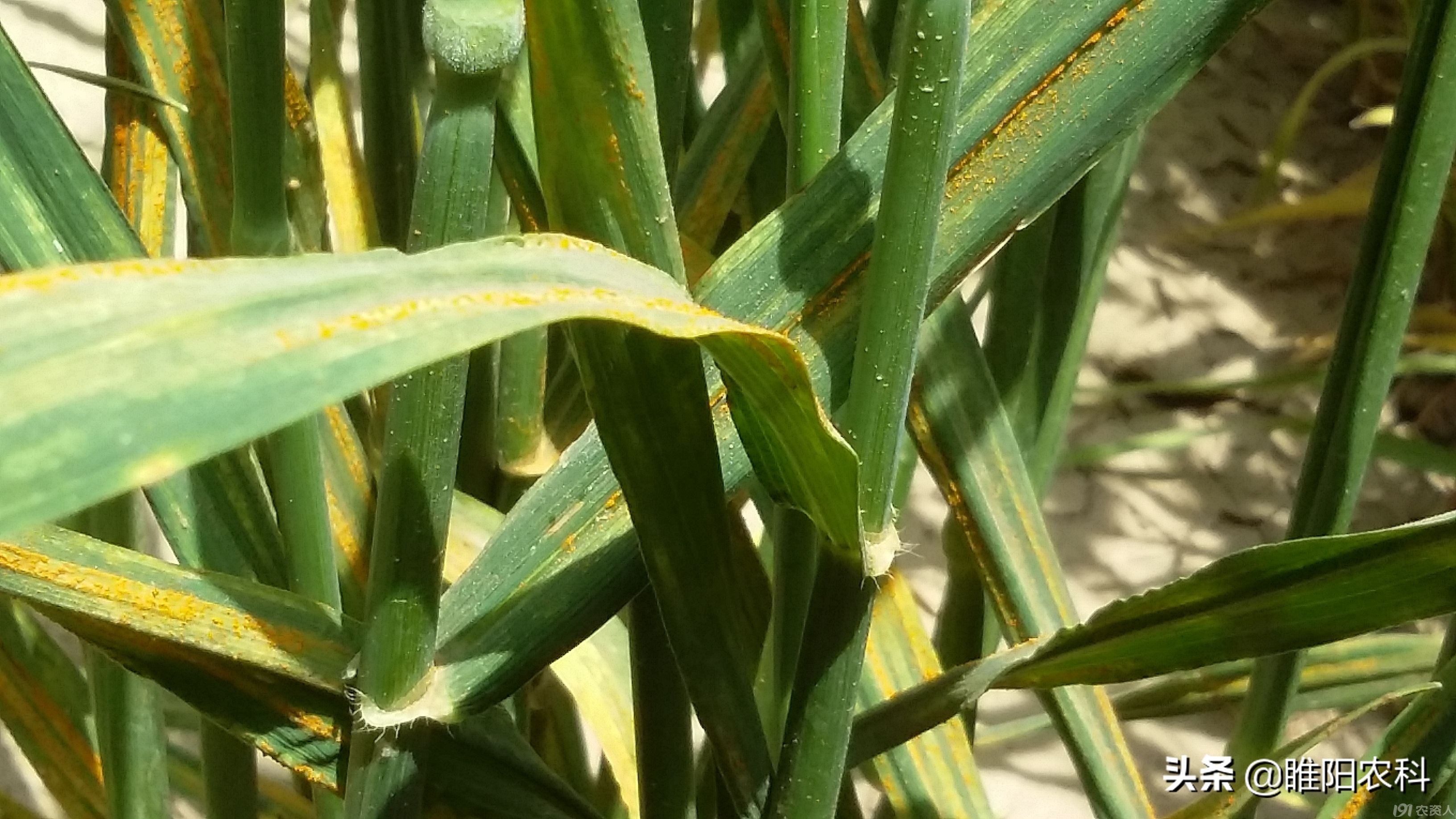 小麦条锈病流行的影响因素,小麦条锈病危害