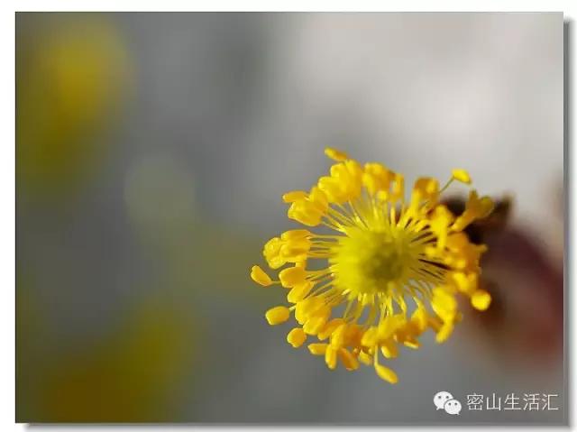 东北的冰凌花视频,东北的冰凌花有什么功效
