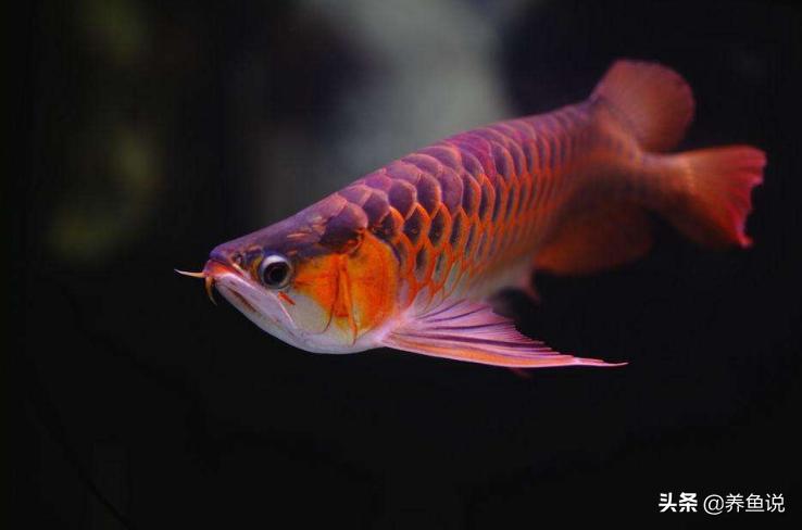 养什么龙鱼最好风水鱼,什么样的风水鱼好养