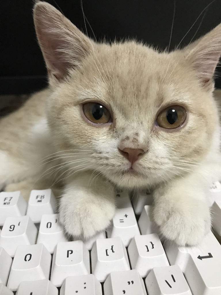 猫癣最好的解决方法,猫癣该怎么治疗能彻底