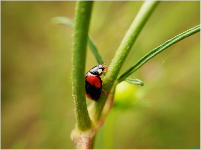 vivo的v粉,vivov粉