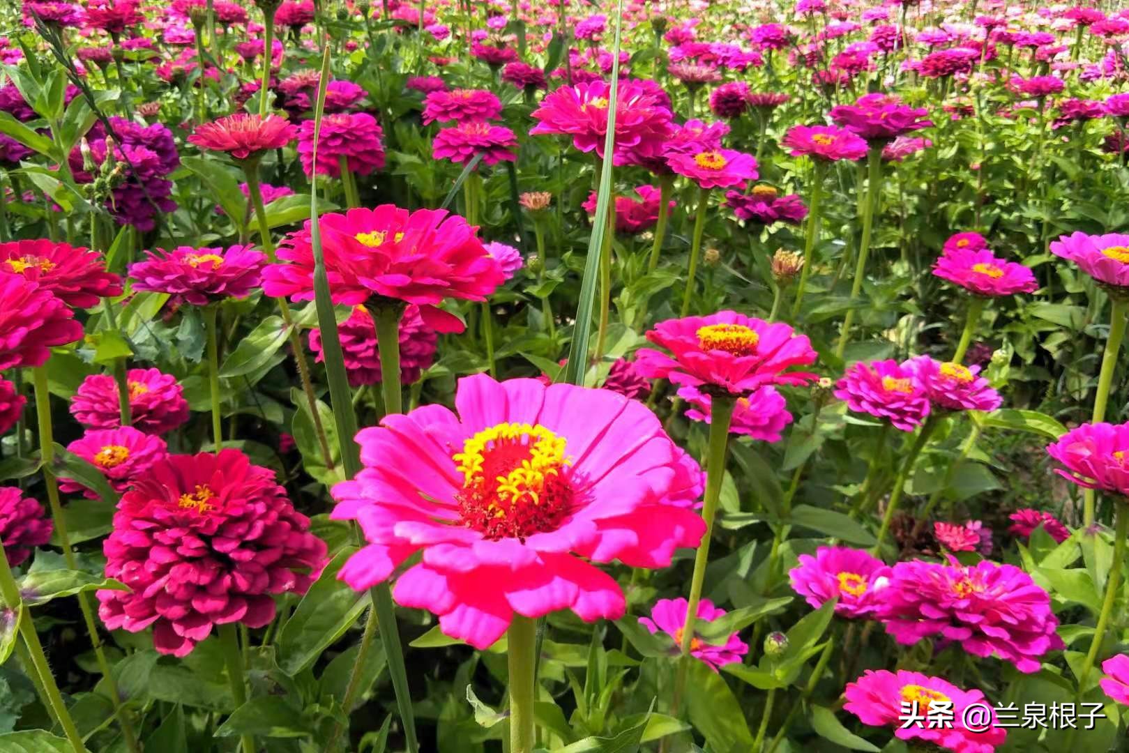 夏河县达尔宗湖景区电话,夏河县达尔宗湖游玩攻略