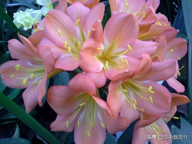 君子兰换土多少天复盆,君子兰移盆换土的正确方法