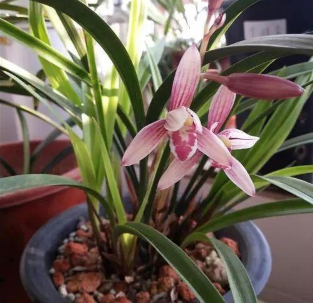 新手养兰花最好的方法,详解兰花的养护小技巧