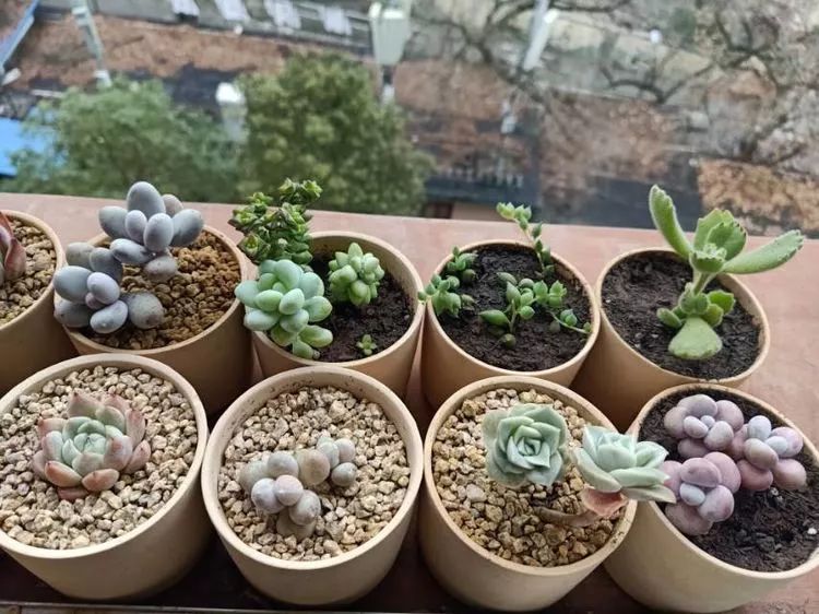 适合学生党养的多肉,适合大学宿舍长期养的多肉