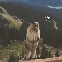 盛老爹表情包,哈哈哈的大笑萌萌表情包大全