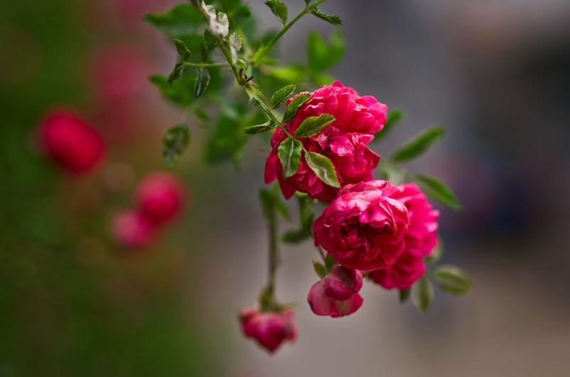 写蔷薇花的古诗词,关于蔷薇花的诗句古诗