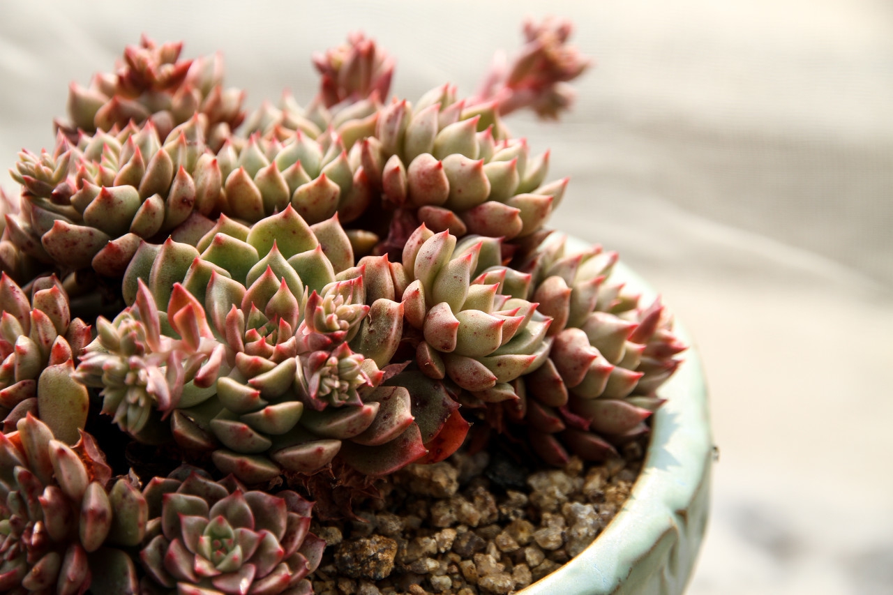 多肉入秋养护重点,多肉超过三十度夏天养护并不难