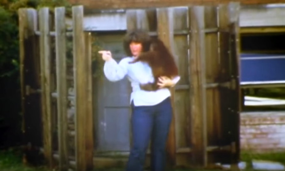 一只上过大学的猩猩试图成为人类，但现实给了它一记重锤