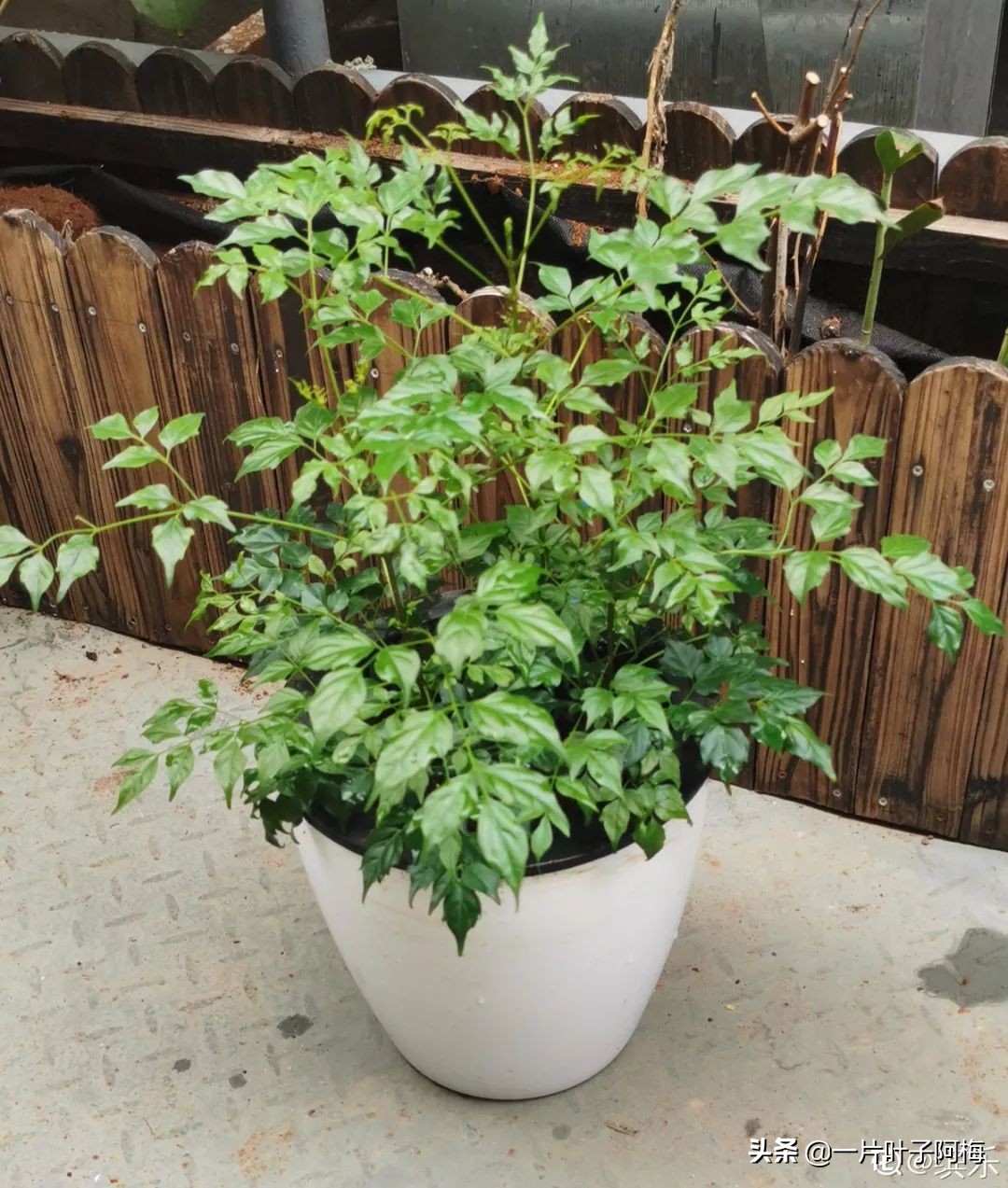 5个植物最招财,能开花又好养的植物又有寓意