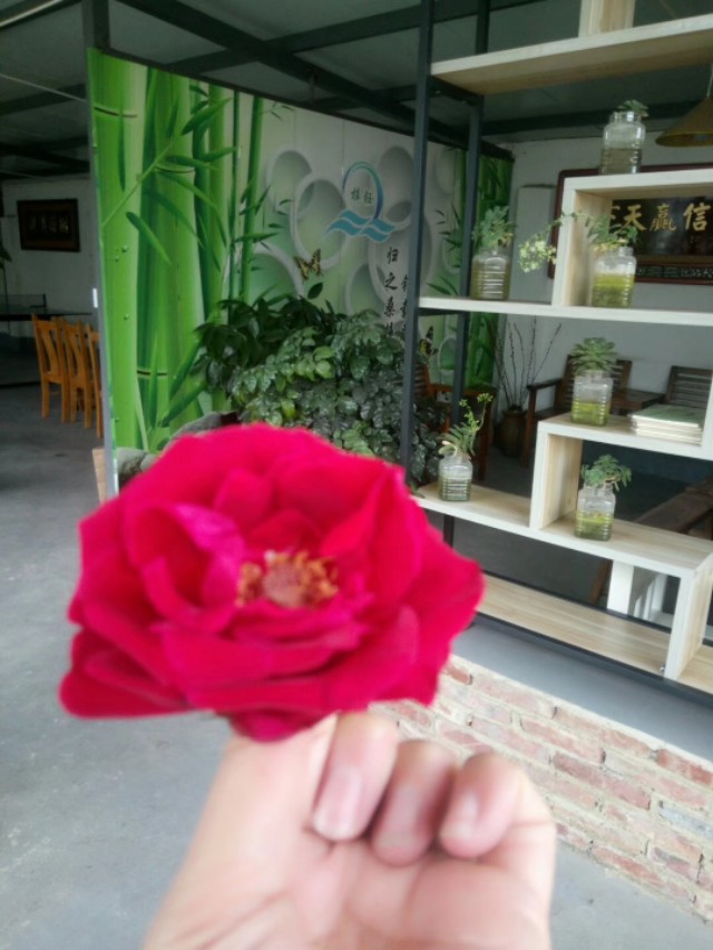 云南香格里拉的优质松茸,云南香格里拉德钦松茸