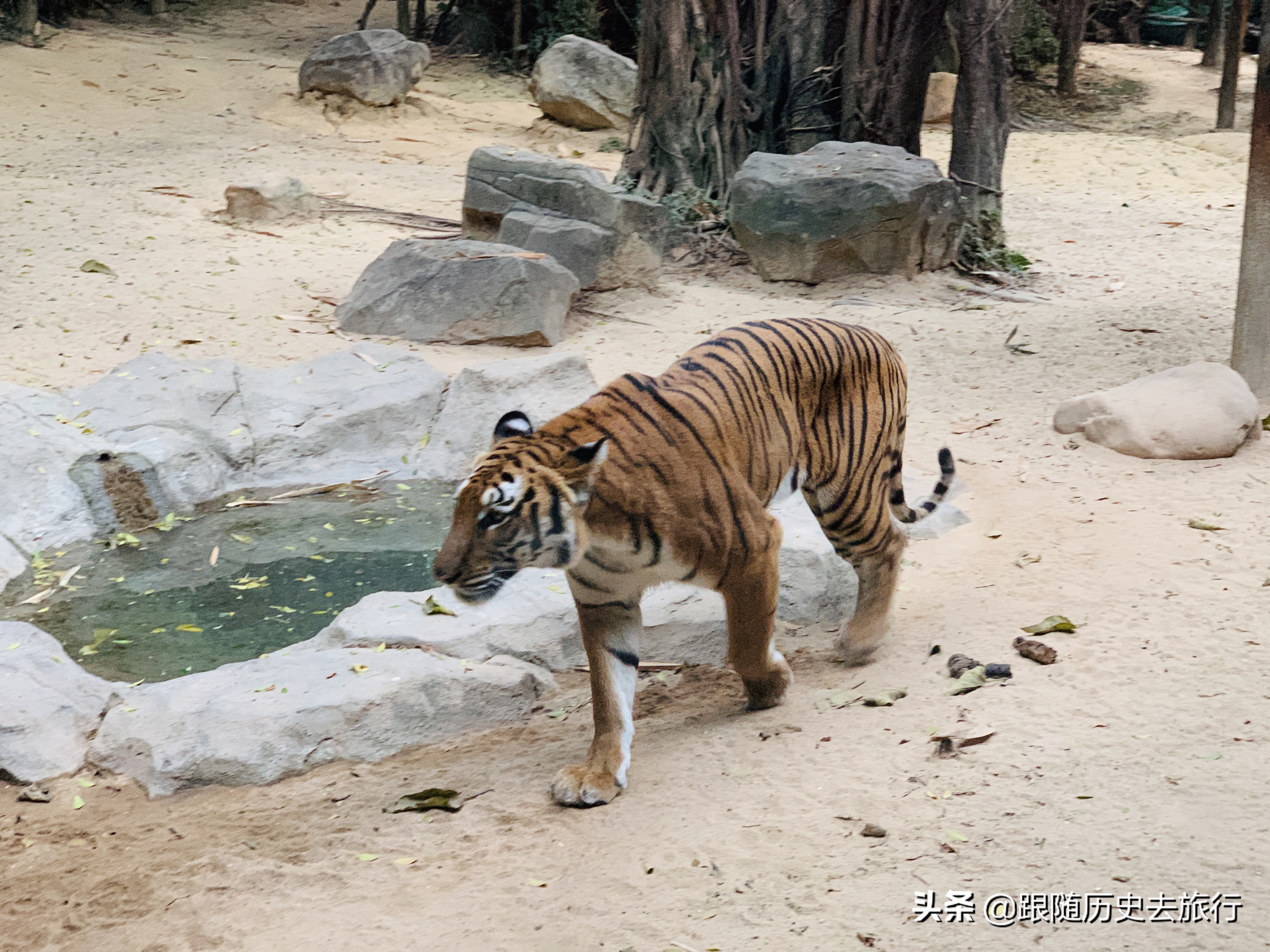 广州长隆水动物世界看大熊猫攻略,广州长隆动物园里的熊猫萌萌