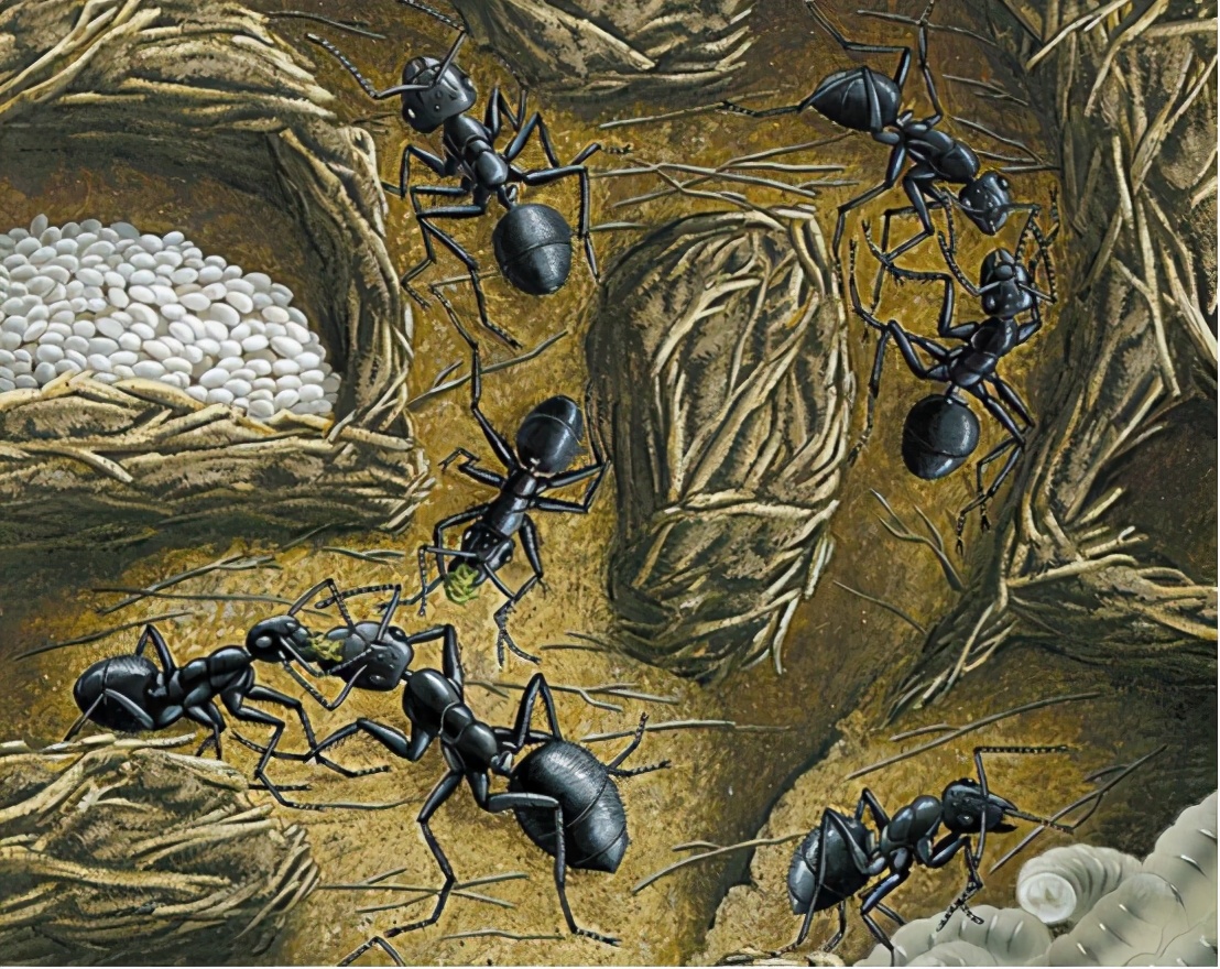 蚂蚁建地下王国,建设城市会考虑蚂蚁么