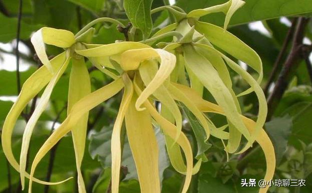 小琼聊三农：香水原产料，与您分享依兰花的种植小技巧及管理方法