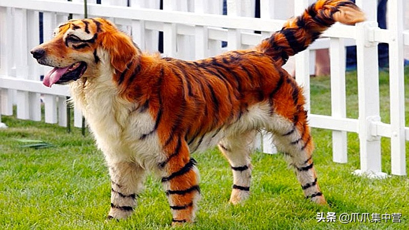 在马路上画只老虎把狗子吓坏了,狗画成老虎的模样吓跑了豹子