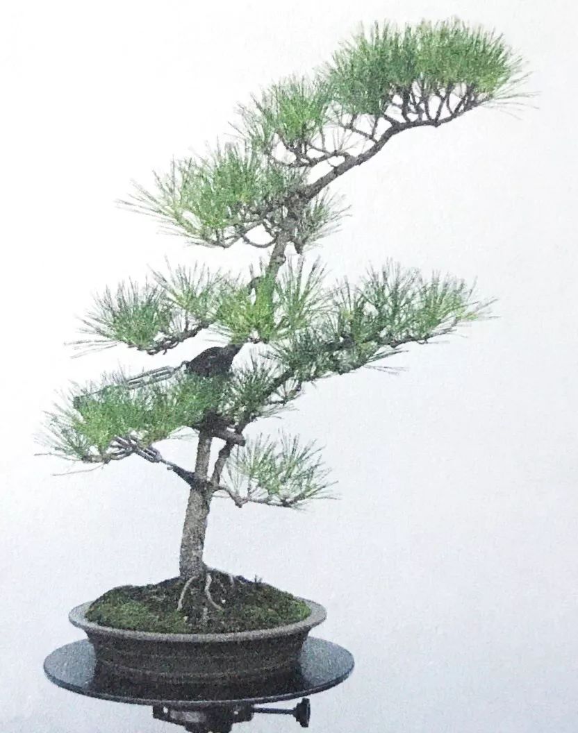 1000元左右黑松盆景,黑松基地黑松盆景
