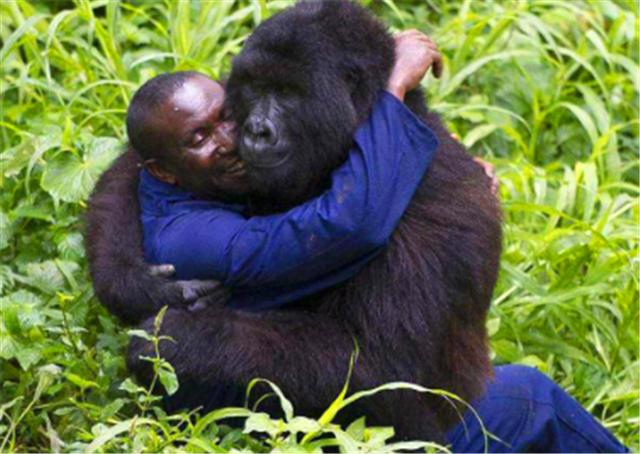 非洲一只黑猩猩,是怎么把艾滋病传给非洲黑人,再传到全世界的?