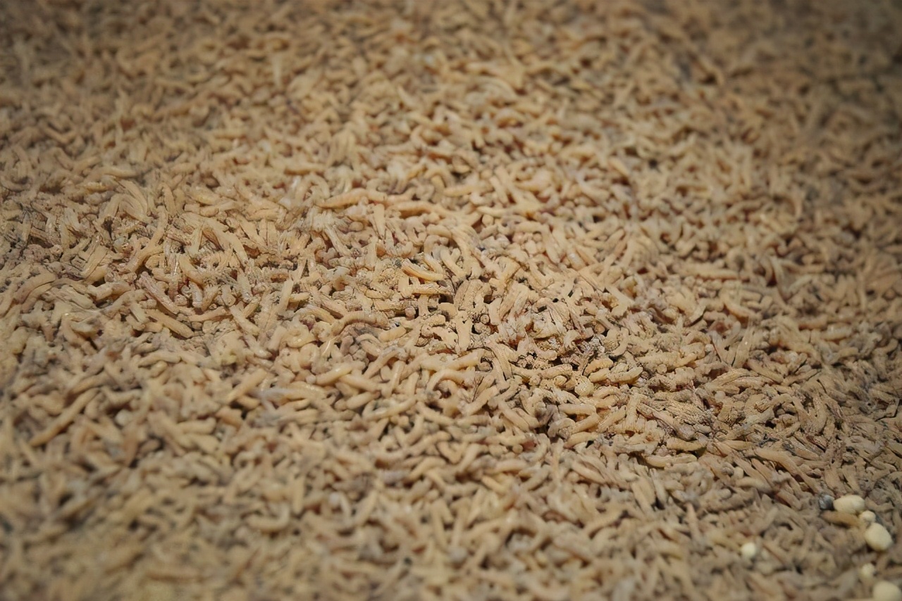 为什么不研究一种药物让苍蝇灭绝,苍蝇消失会对地球有什么后果