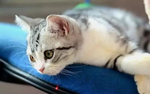 猫咪肠胃炎禁水禁食多久恢复健康,猫咪肠胃炎的症状及治疗方法